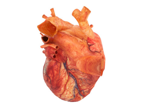 Human Heart 3D-Modell