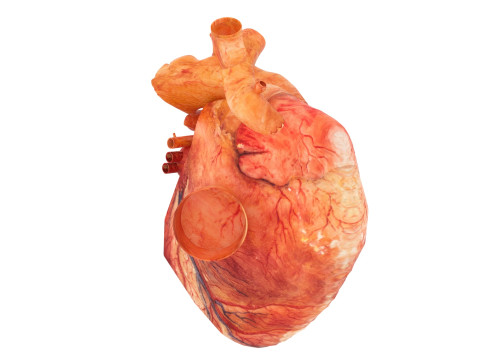 Human Heart 3D-Modell