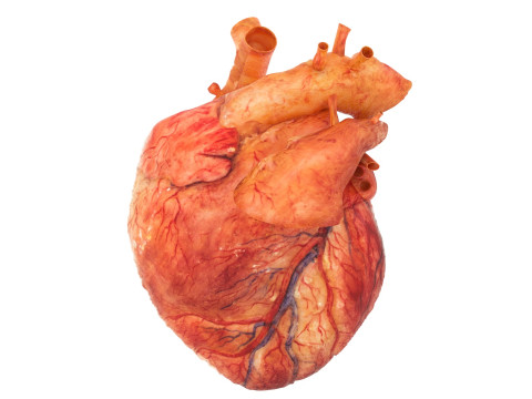 Human Heart 3D-Modell