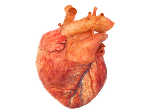 Human Heart 3D Model