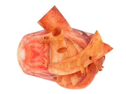 Human Heart 3D-Modell