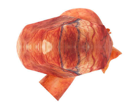 Human Heart 3D-Modell