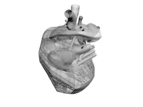 Human Heart 3D Model