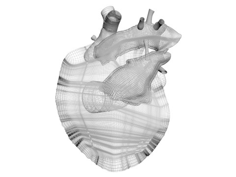 Human Heart 3D-Modell