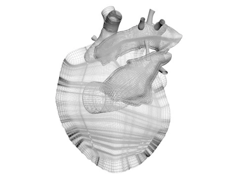 Human Heart 3D Model