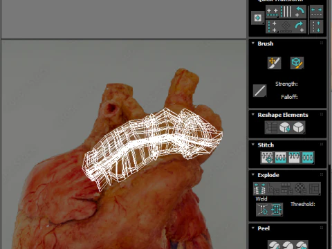 Human Heart 3D Model
