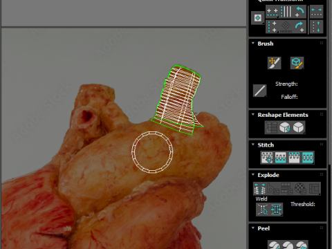 Human Heart 3D-Modell