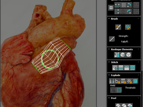 Human Heart 3D-Modell