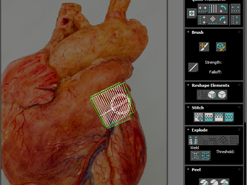 Human Heart 3D-Modell