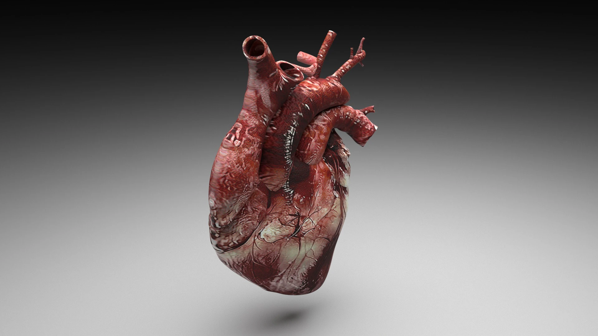Human Heart 3D Model .c4d .max .obj .3ds .fbx .stl .blend 