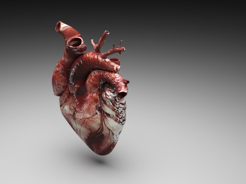 Human Heart Modello 3D