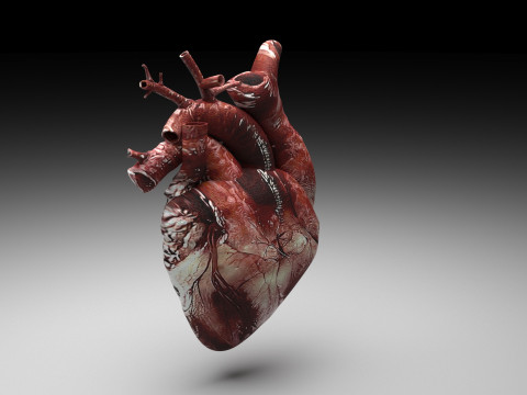 Human Heart Modello 3D