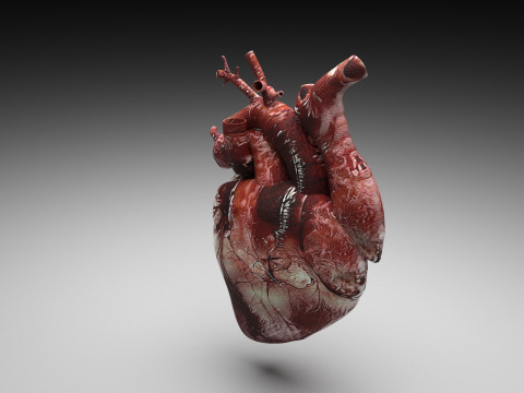 Human Heart Modello 3D