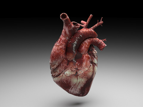 Human Heart Modello 3D