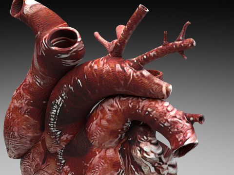 Human Heart Modello 3D