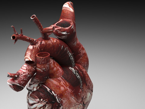 Human Heart Modello 3D
