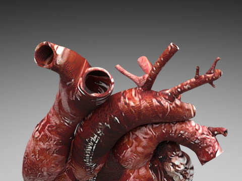 Human Heart Modello 3D