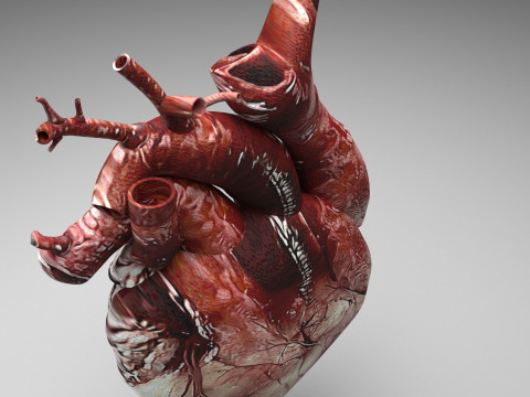 Human Heart Modello 3D