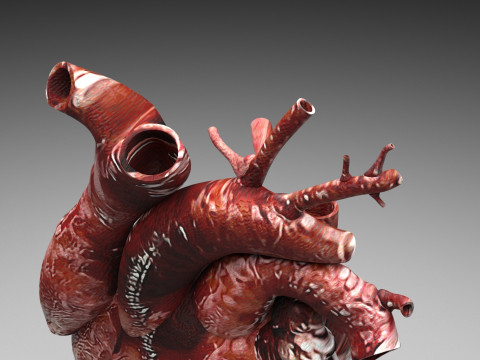 Human Heart Modello 3D