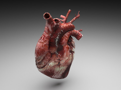Human Heart Modello 3D