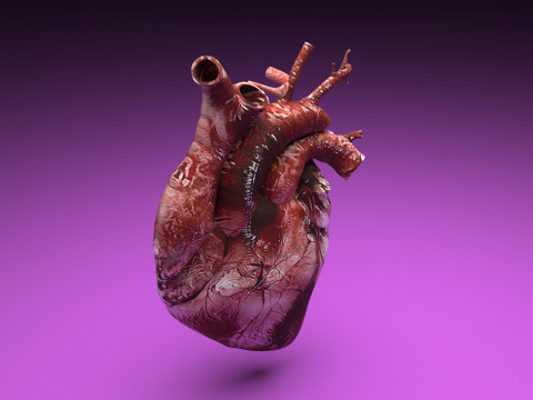 Human Heart Modello 3D