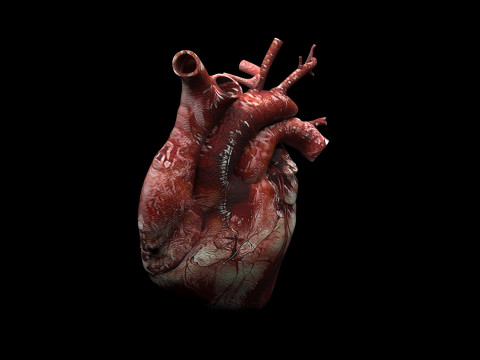 Human Heart Modello 3D