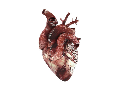 Human Heart Modello 3D