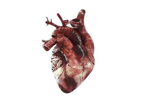 Human Heart Modello 3D