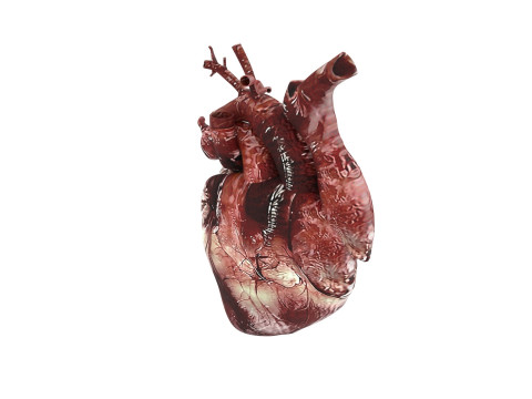 Human Heart Modello 3D