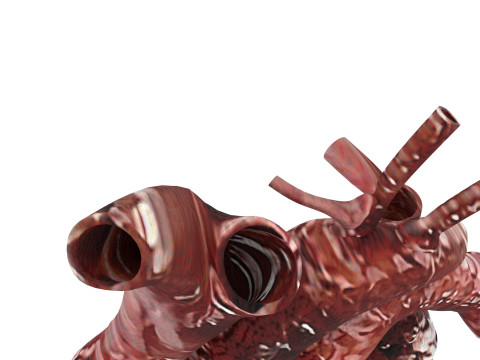 Human Heart Modello 3D
