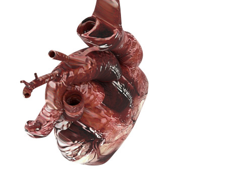 Human Heart Modello 3D