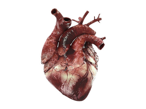 Human Heart Modello 3D