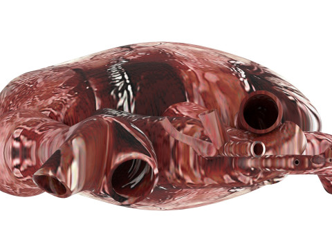 Human Heart Modello 3D