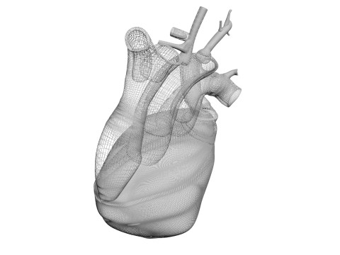 Human Heart Modello 3D