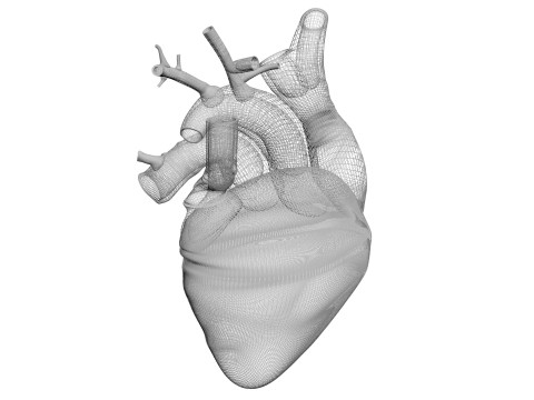 Human Heart Modello 3D