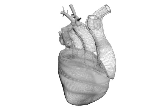 Human Heart Modello 3D