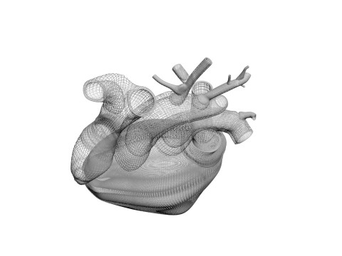 Human Heart Modello 3D