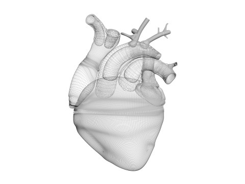 Human Heart Modello 3D
