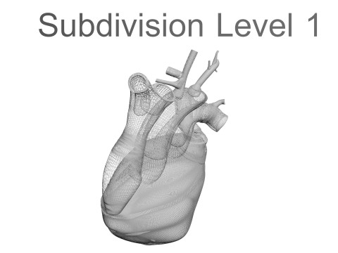 Human Heart Modello 3D
