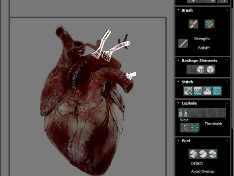 Human Heart Modello 3D