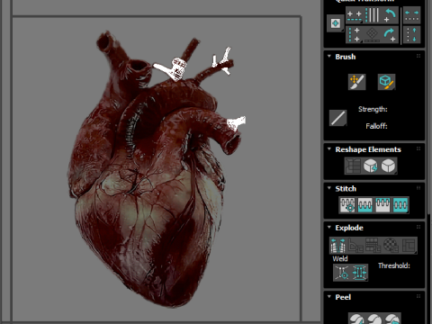 Human Heart Modello 3D