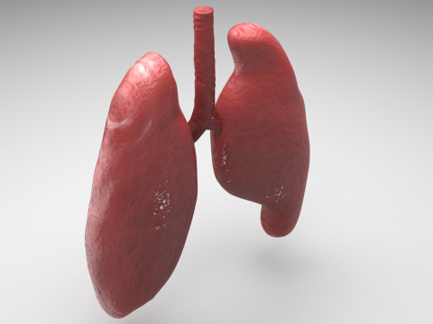 Lungs 3D Model
