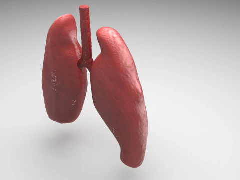 肺 3Dモデル