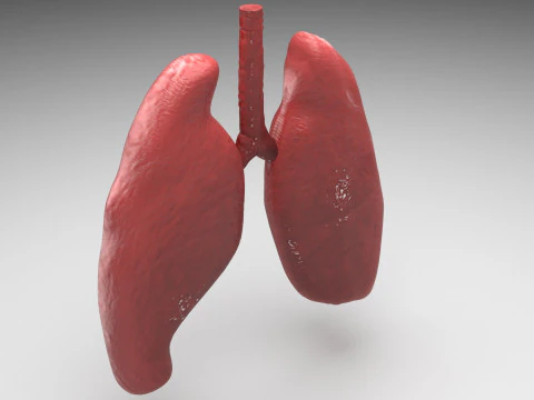 肺 3Dモデル