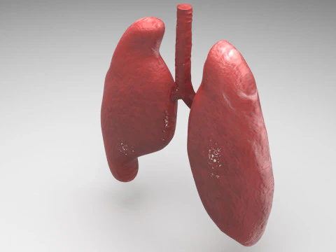 肺 3Dモデル