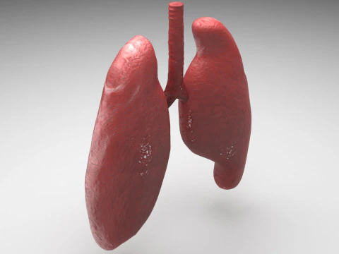 肺 3Dモデル