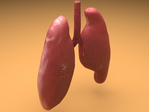 Lungs 3D Model