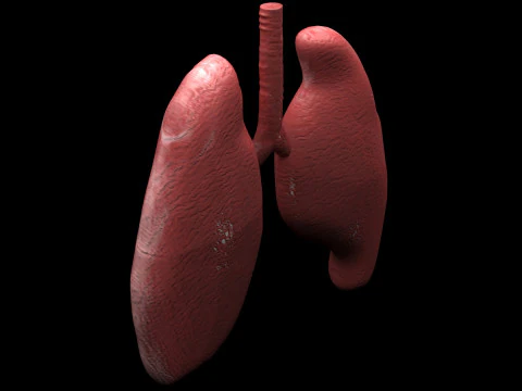 肺 3Dモデル