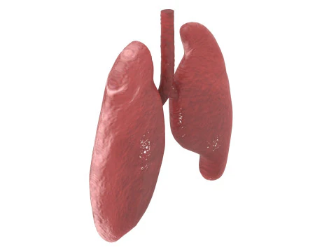 肺 3Dモデル
