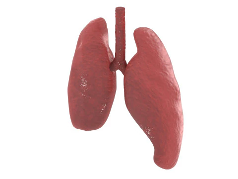 肺 3Dモデル